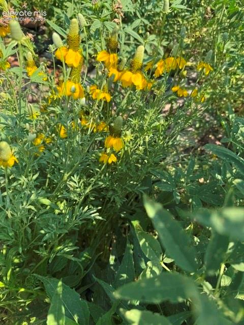 974 W Bison Creek Trail Divide CO 80814