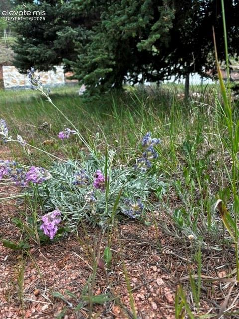974 W Bison Creek Trail Divide CO 80814