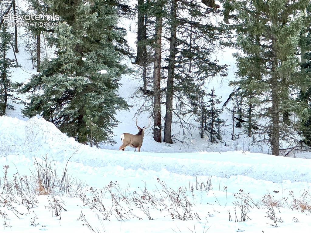 974 W Bison Creek Trail Divide CO 80814