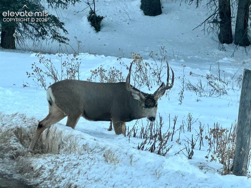 974 W Bison Creek Trail Divide CO 80814