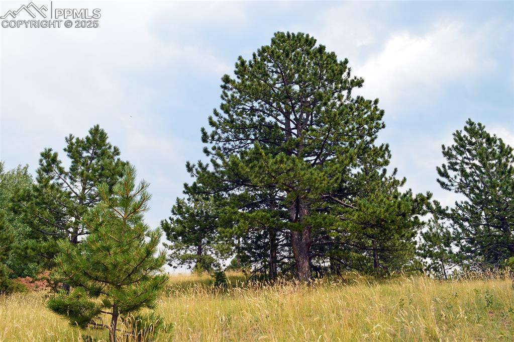 726 Copper Mountain Drive Cripple Creek CO 80813