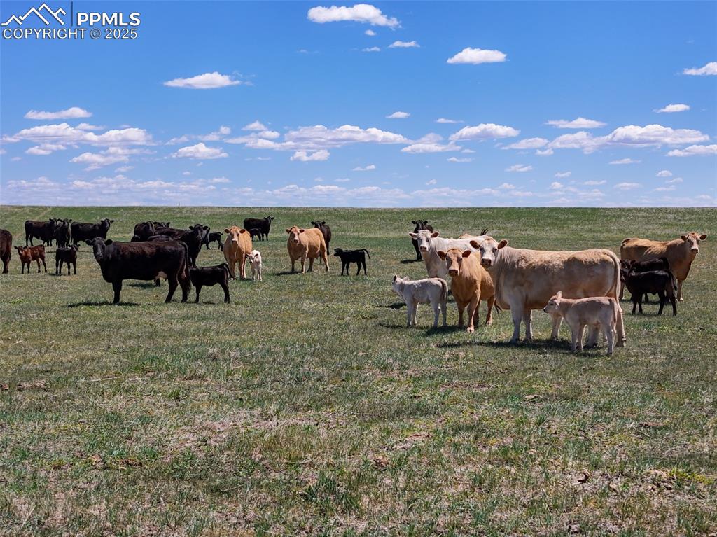18497 County Road 197 Limon CO 80828