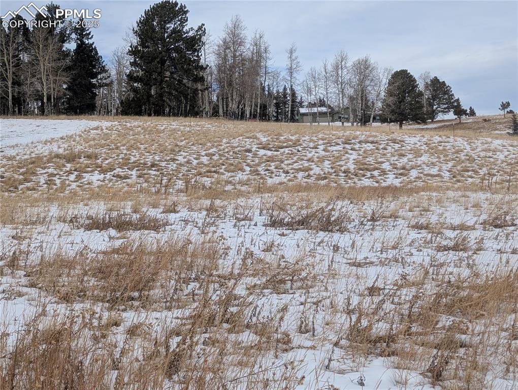 307 Pinaceae Heights Divide CO 80814