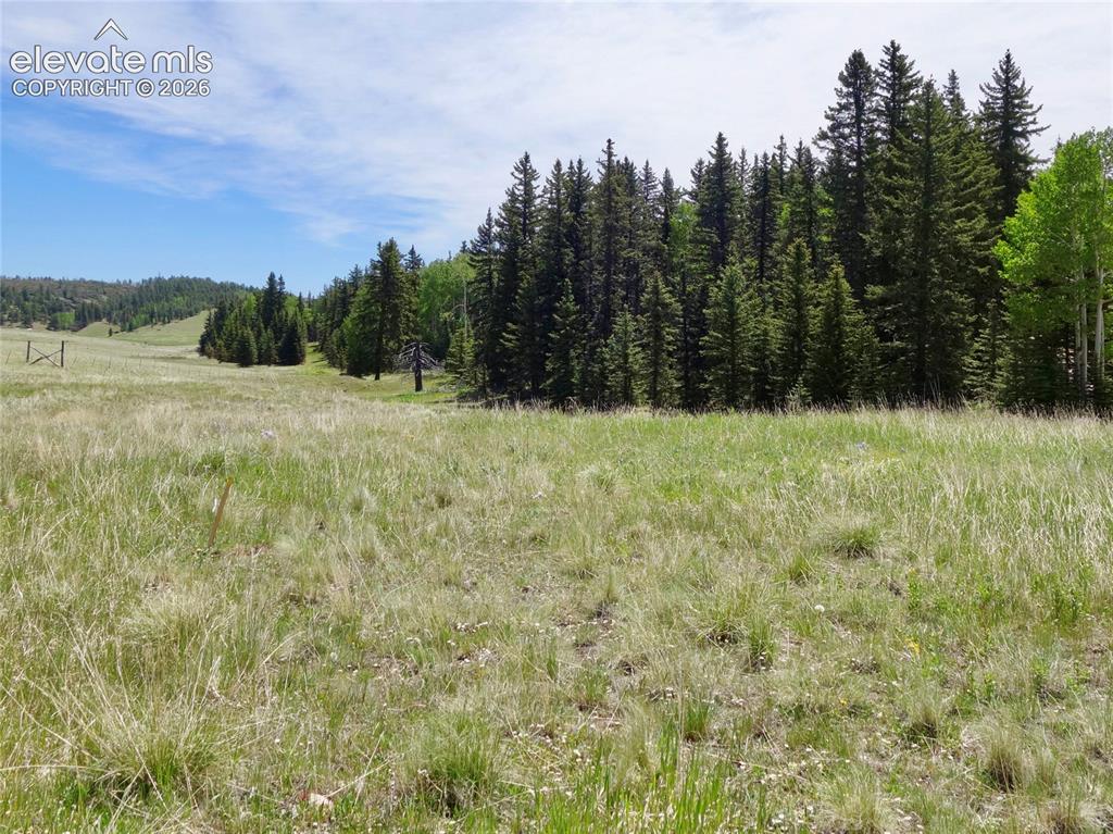 307 Pinaceae Heights Divide CO 80814