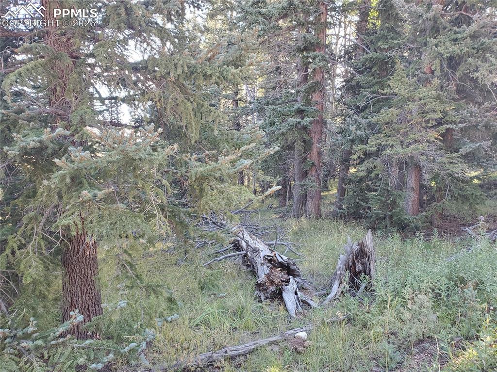 309 Pinaceae Heights Divide CO 80814