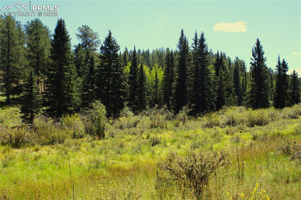 6500 County Road 5 Divide CO 80814