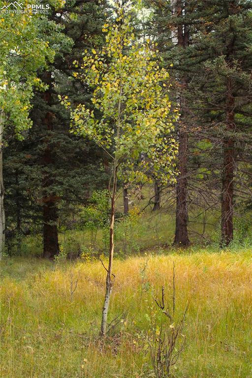 6500 County Road 5 Divide CO 80814