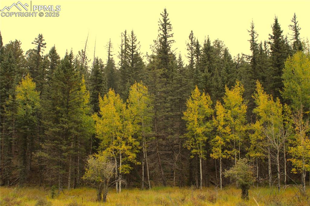 6500 County Road 5 Divide CO 80814