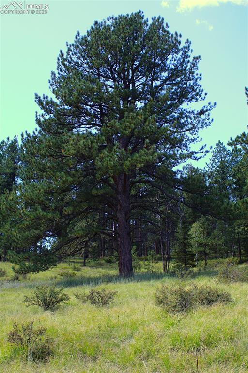 6500 County Road 5 Divide CO 80814
