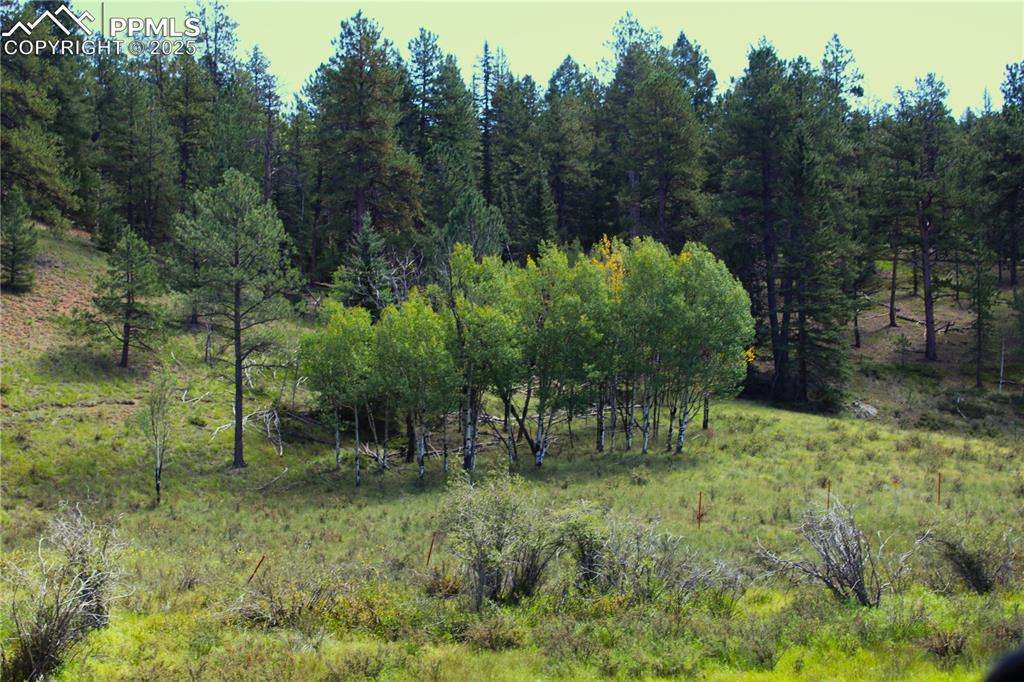 6500 County Road 5 Divide CO 80814