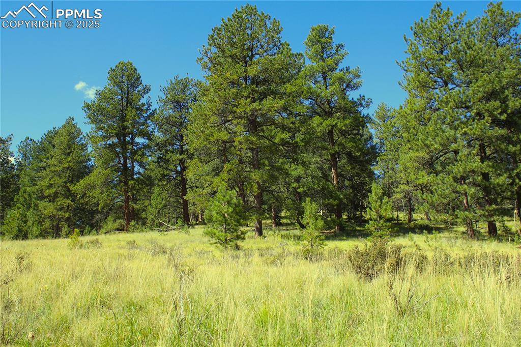 6500 County Road 5 Divide CO 80814