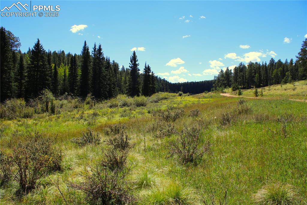 6500 County Road 5 Divide CO 80814