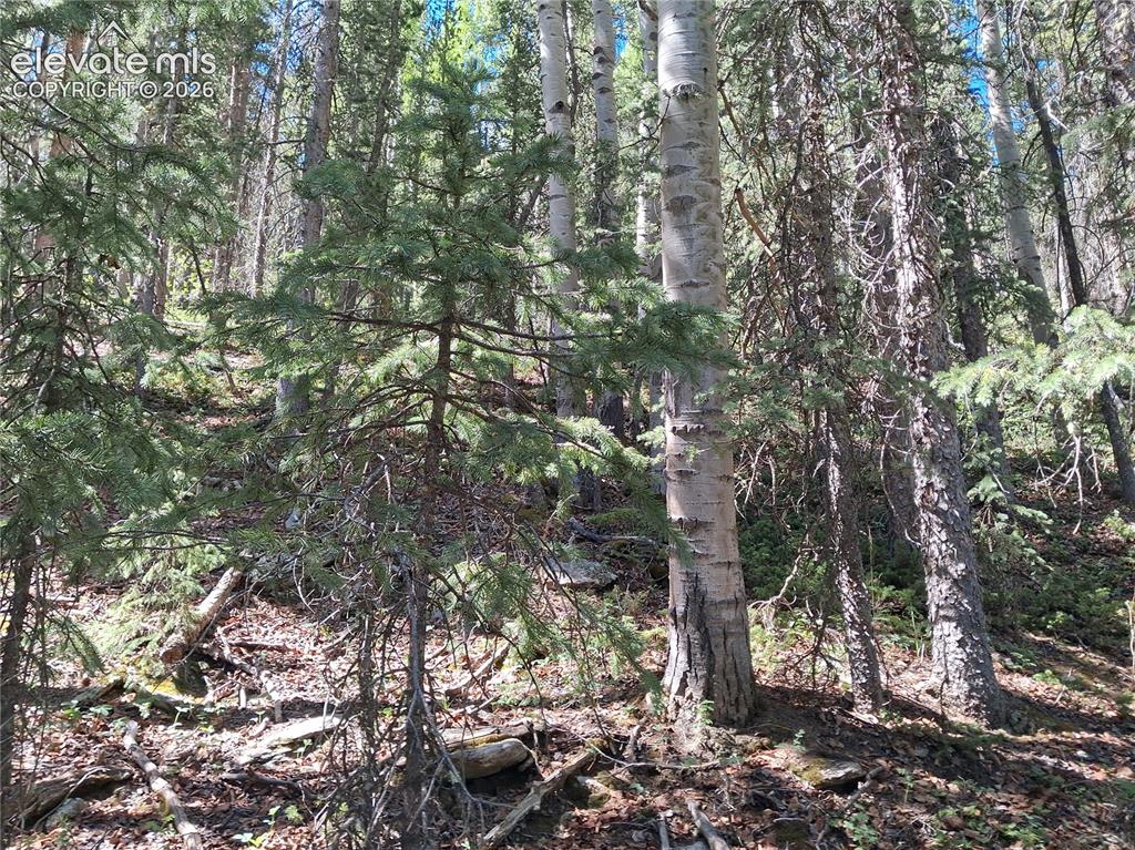 2462 Anges Drive Cripple Creek CO 80813
