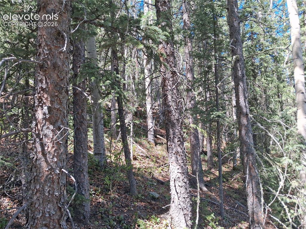 2462 Anges Drive Cripple Creek CO 80813