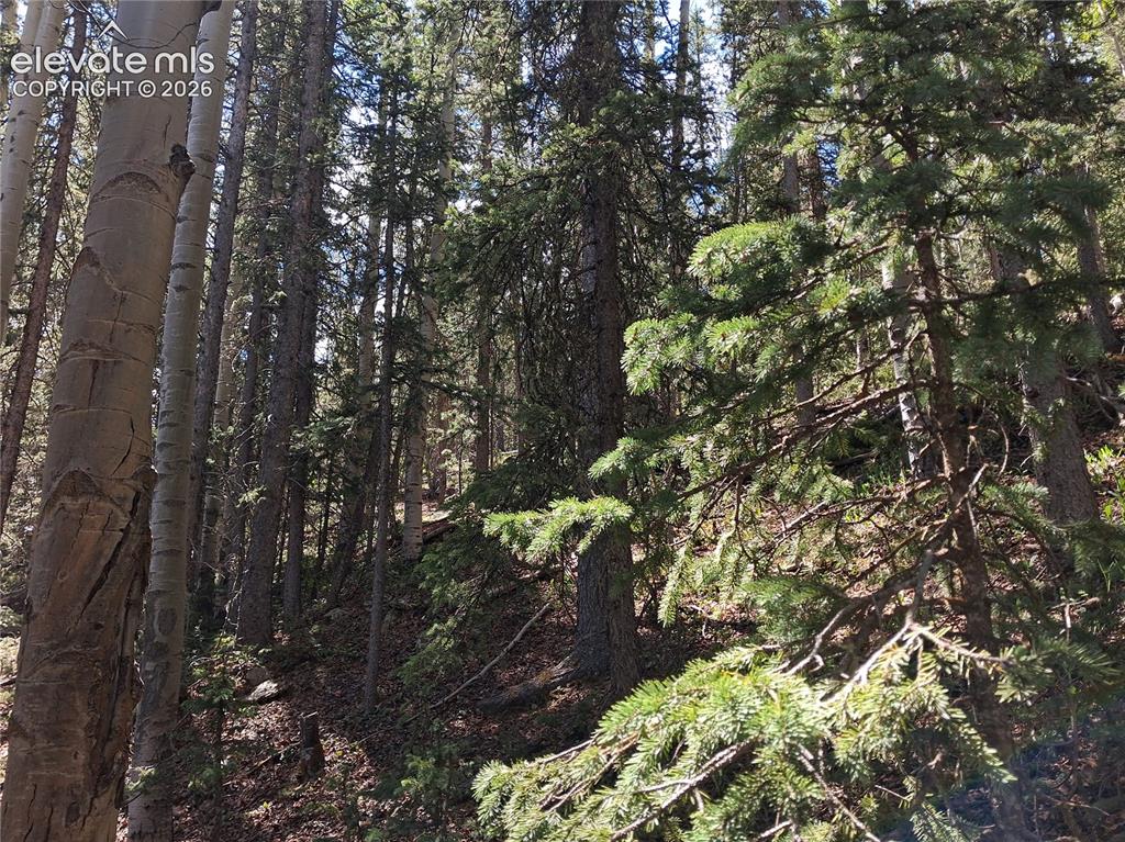 2462 Anges Drive Cripple Creek CO 80813