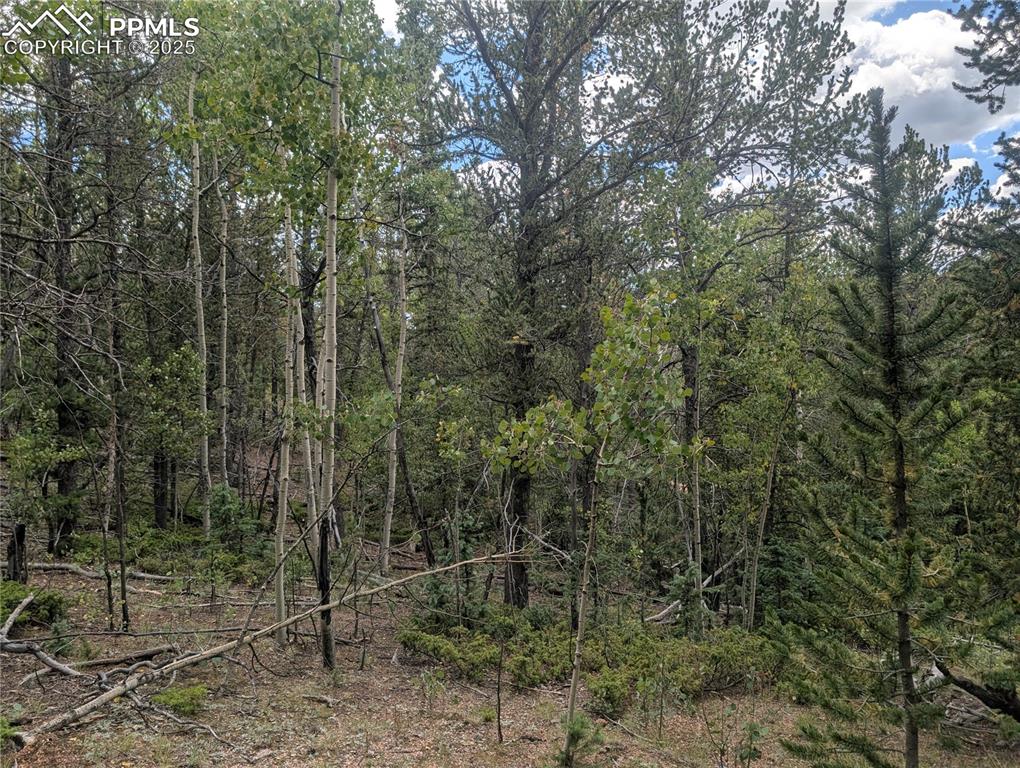 2455 Yorktown Road Cripple Creek CO 80813