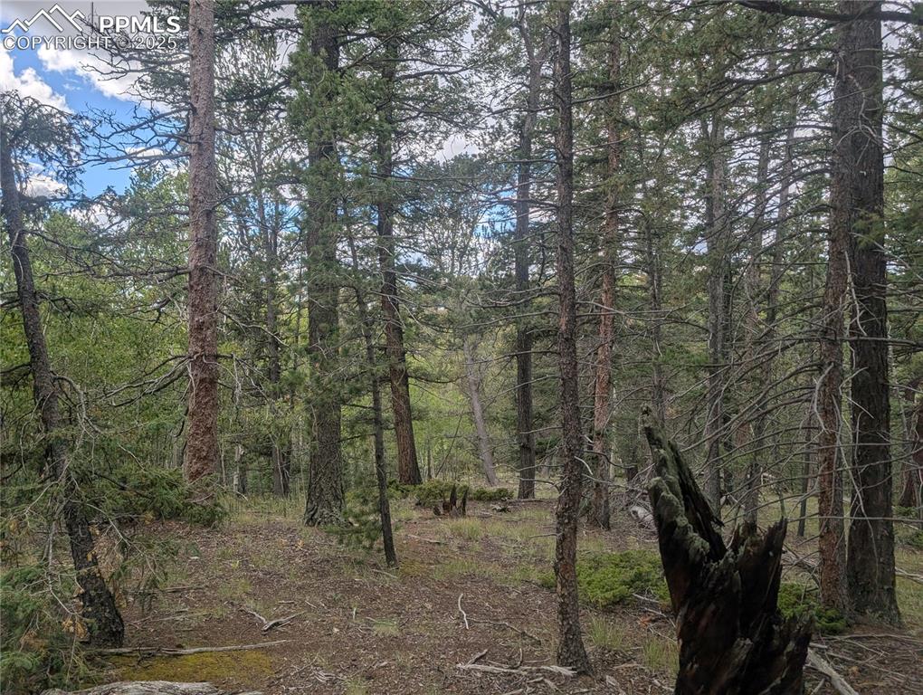 2455 Yorktown Road Cripple Creek CO 80813