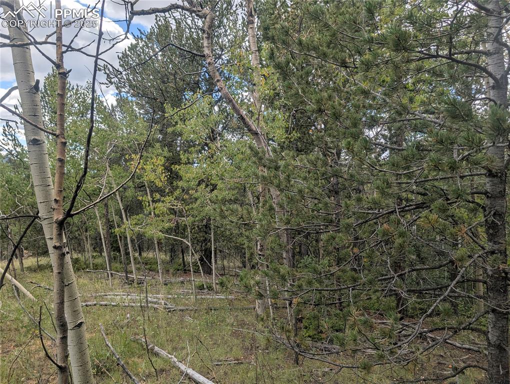 2455 Yorktown Road Cripple Creek CO 80813