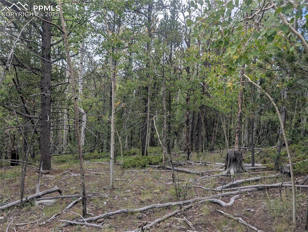 2455 Yorktown Road Cripple Creek CO 80813
