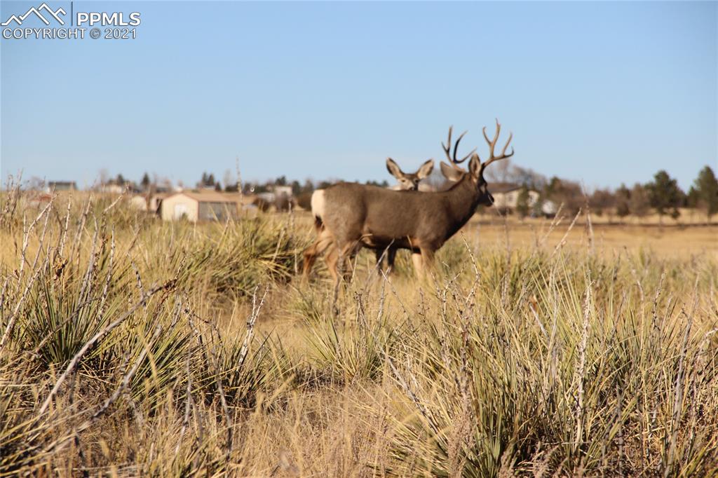 2907 S Solberg Court Peyton CO 80831