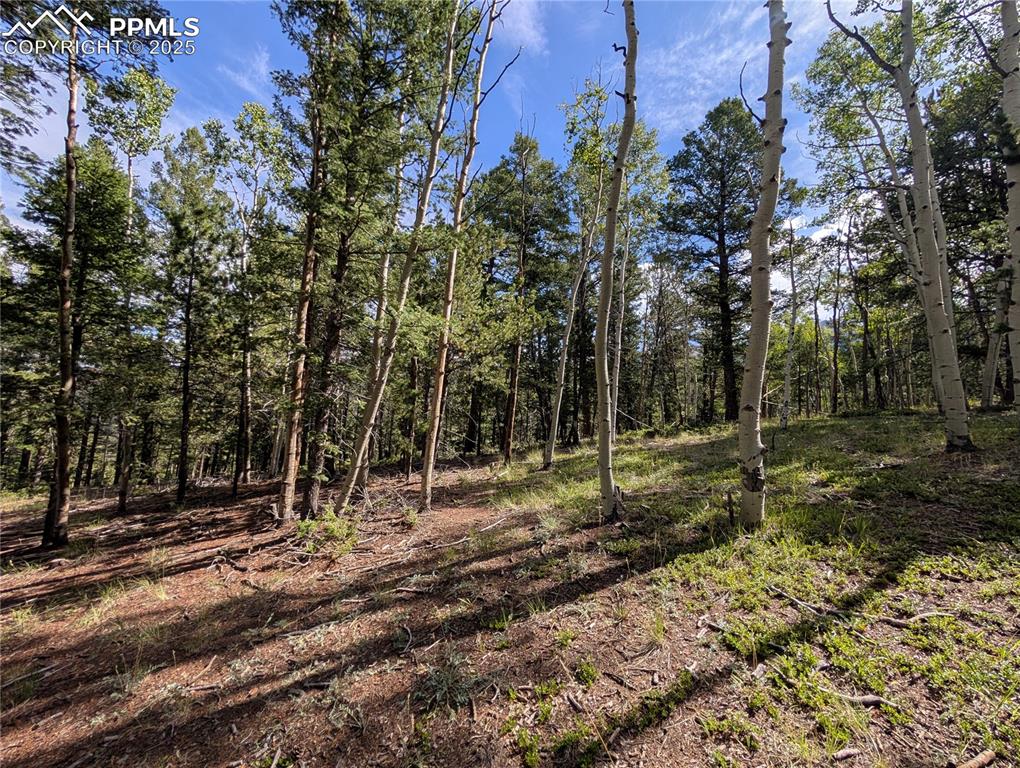 60 Fluorite Lane Divide CO 80814
