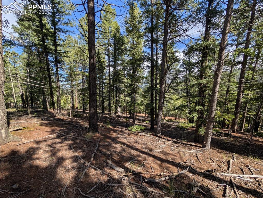 60 Fluorite Lane Divide CO 80814