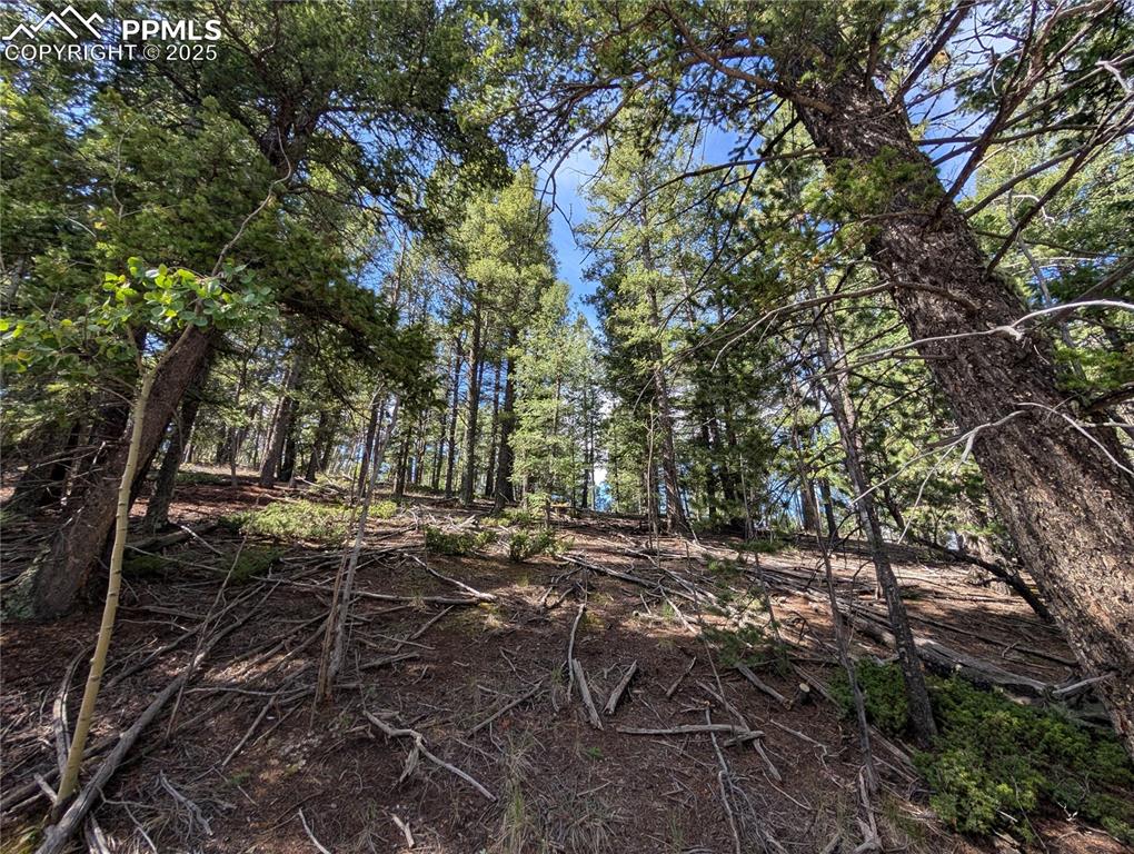 60 Fluorite Lane Divide CO 80814