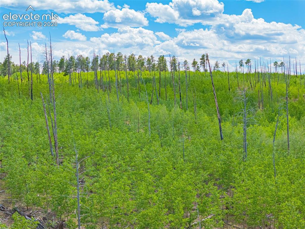 Unit 2 County Road 51 Florissant CO 80816