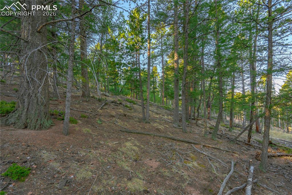 88 Malmsey Lane Divide CO 80814