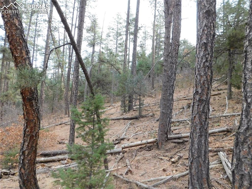 8139 Bannock Drive Larkspur CO 80118