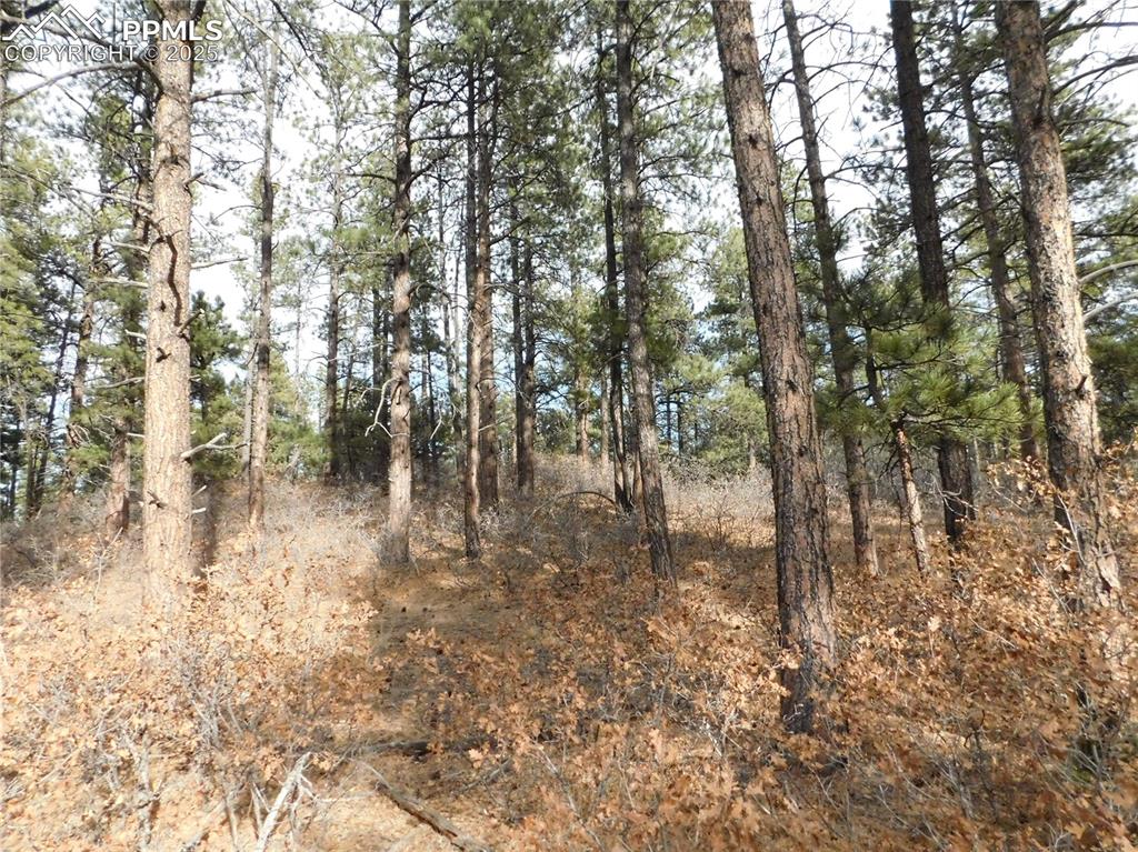 8139 Bannock Drive Larkspur CO 80118