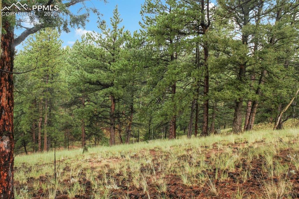 131 Lost Lake Circle Divide CO 80814