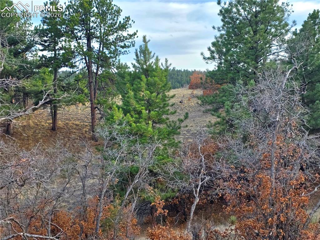 204 Pine Road Florissant CO 80816