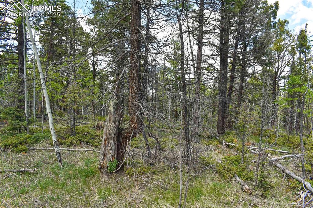 55 Aspen Way Drive Guffey CO 80820