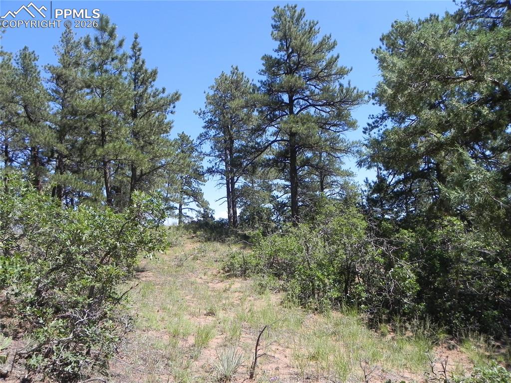 4144 Cheyenne Drive Larkspur CO 80118
