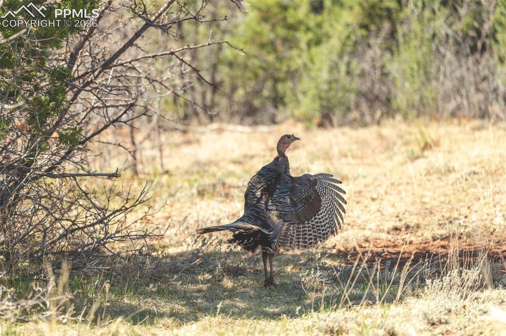 Little Turkey Creek Road Colorado Springs CO 80926