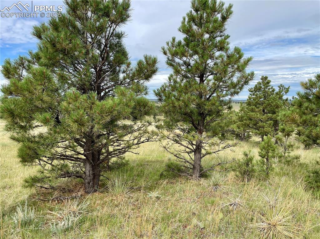 31963 Cattle Circle Ramah CO 80832