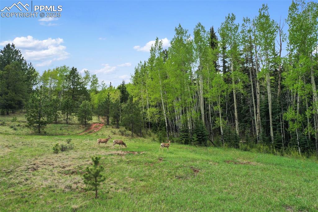584 Sourdough Road Woodland Park CO 80863