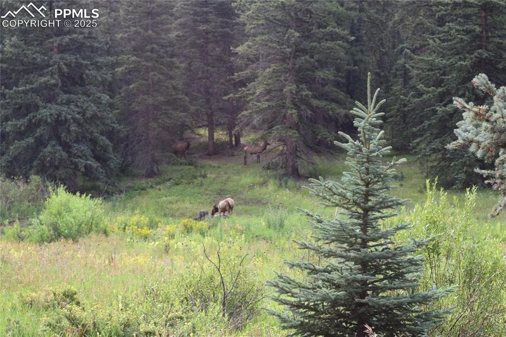 10223 Trail Creek Road Florissant CO 80816