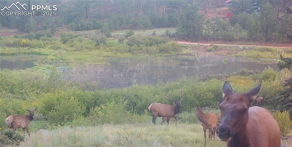 10223 Trail Creek Road Florissant CO 80816