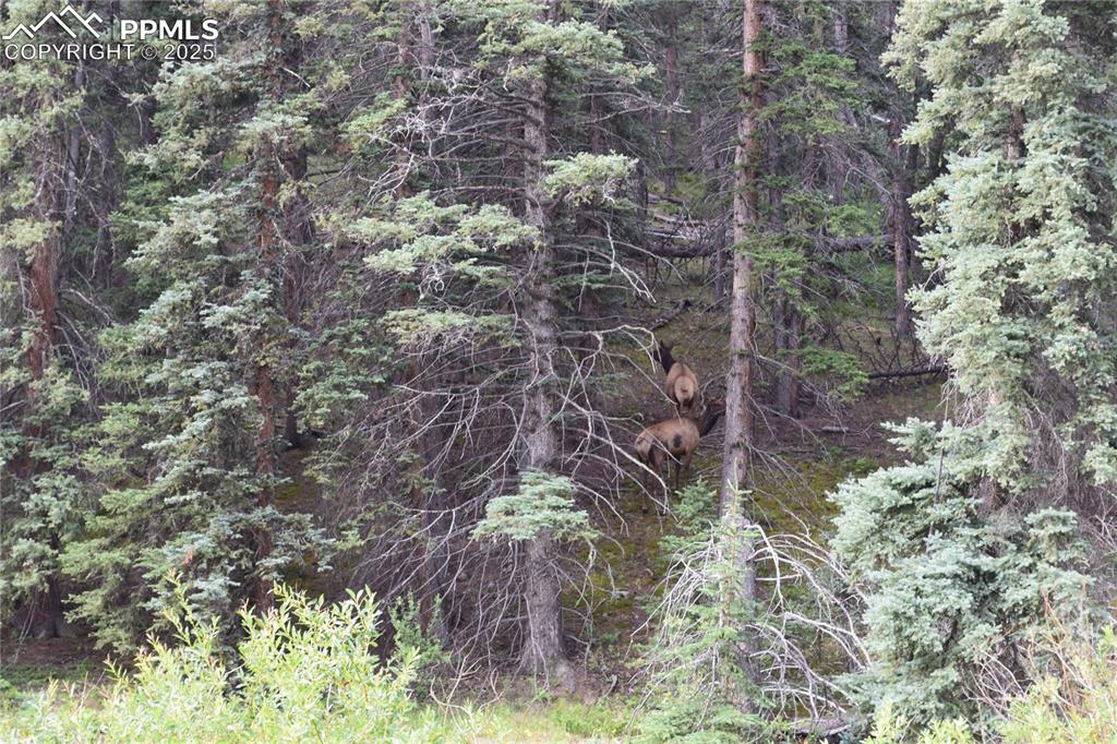 10223 Trail Creek Road Florissant CO 80816