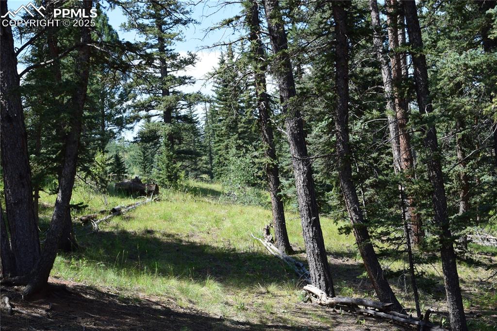 10223 Trail Creek Road Florissant CO 80816