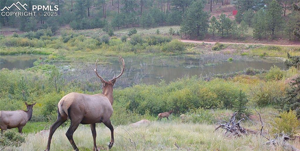 10223 Trail Creek Road Florissant CO 80816