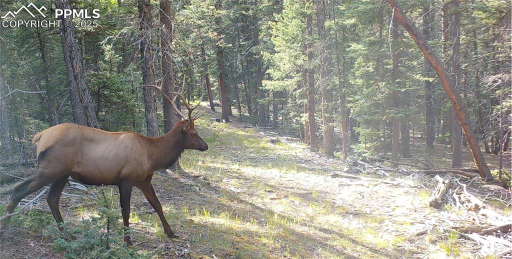 10223 Trail Creek Road Florissant CO 80816