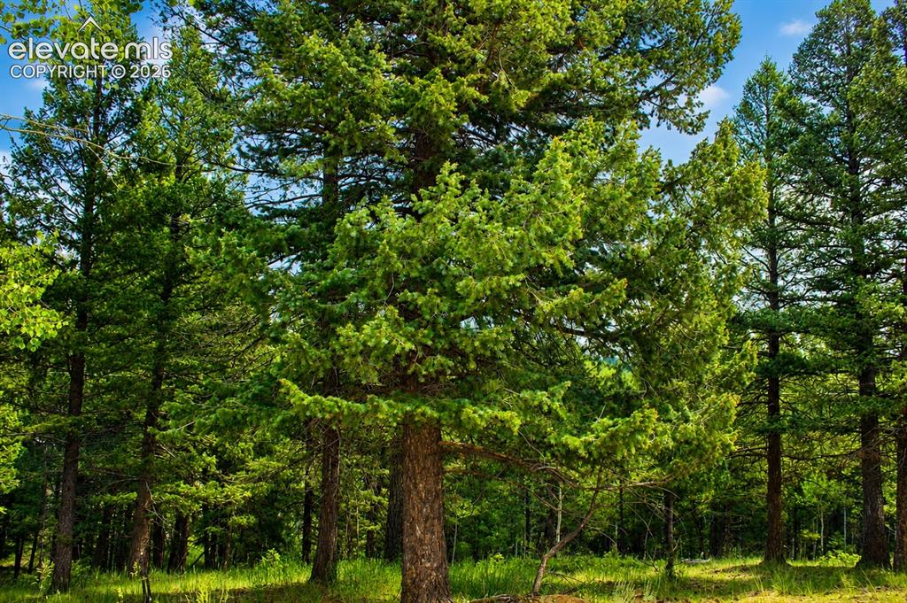123 Ellis Lake Circle Divide CO 80814