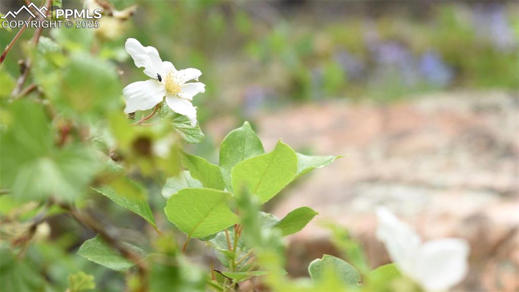 19 Ranch Road Sedalia CO 80135