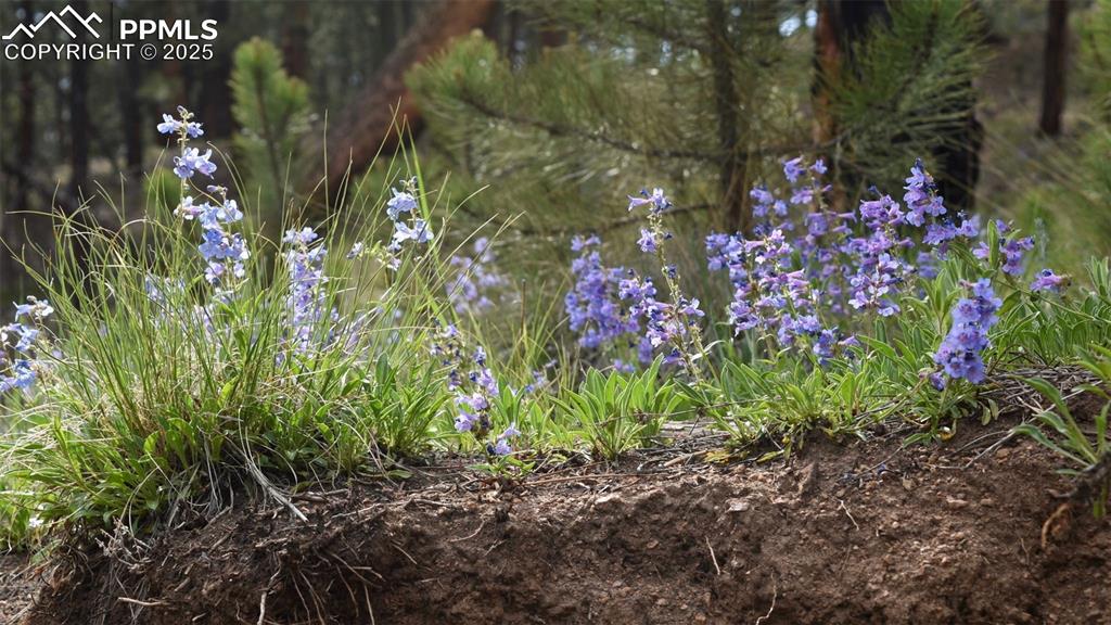 19 Ranch Road Sedalia CO 80135