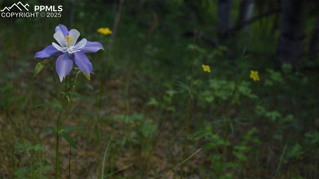 19 Ranch Road Sedalia CO 80135