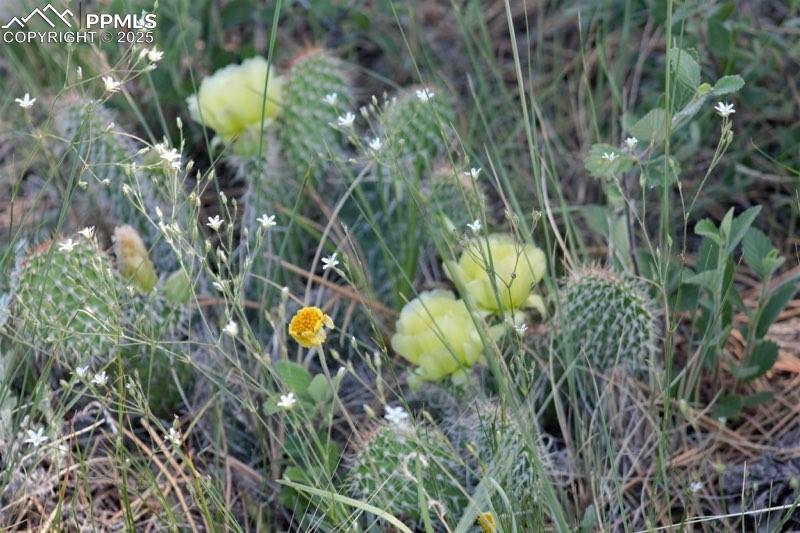 Tract 7 Mcclelland Road Calhan CO 80808