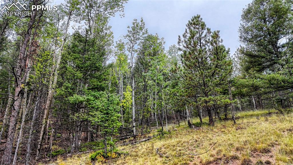 599 Dandy Jim Drive Cripple Creek CO 80813